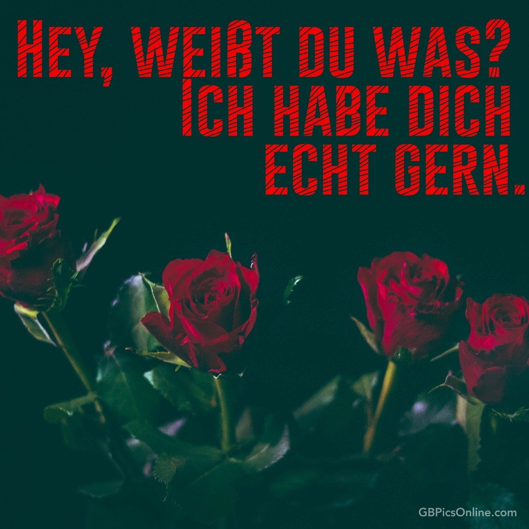 Rote Rosen im Dunkeln mit Text „Hey, weißt du was? Ich hab dich echt gern.“