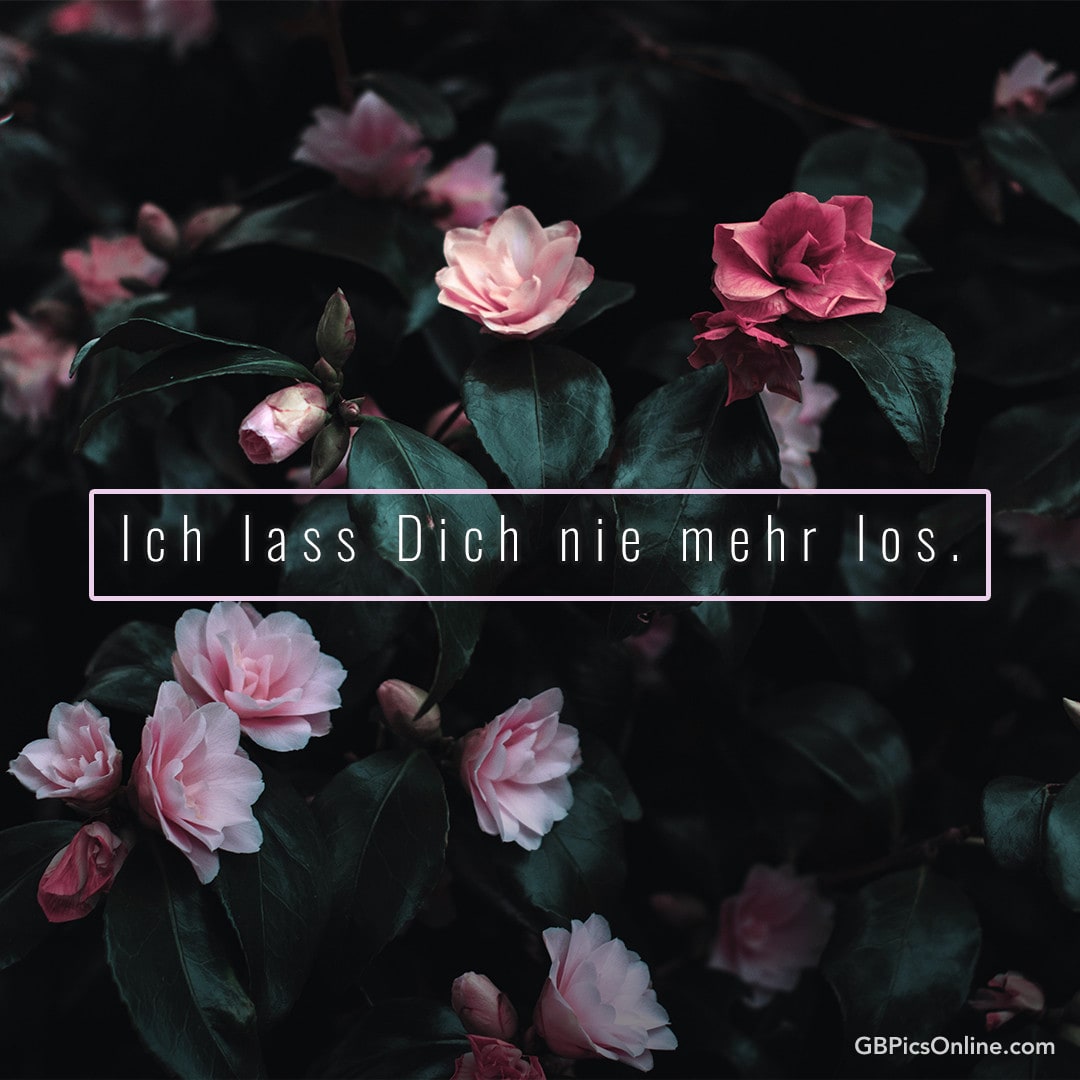 Rosa Blüten mit dunklen Blättern und Text: „Ich lass Dich nie mehr los.“