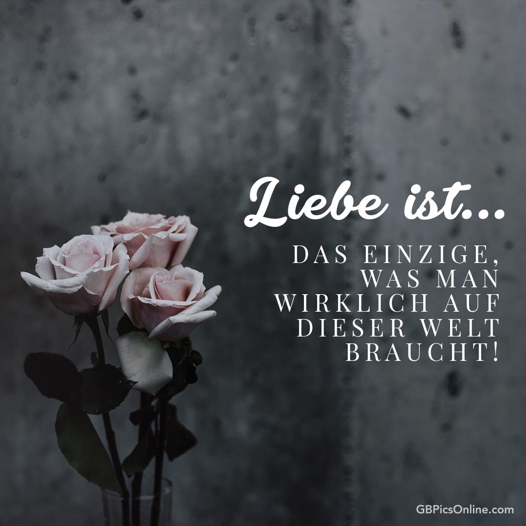 Rosen vor grauem Hintergrund mit Text: „Liebe ist... das Einzige, was man wirklich auf dieser Welt braucht!“