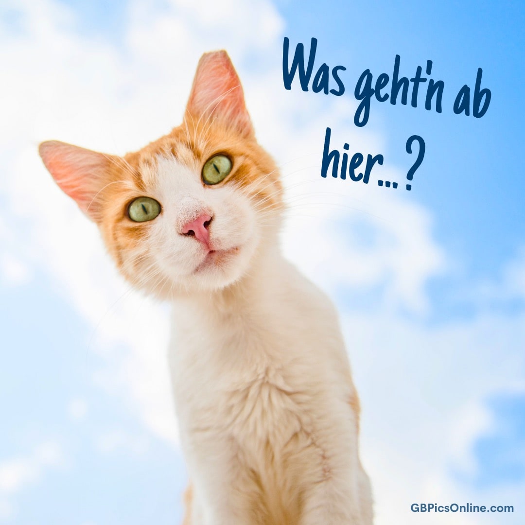 Eine neugierige orange-weiße Katze schaut in die Kamera. Text sagt „Was geht'n ab hier...?“