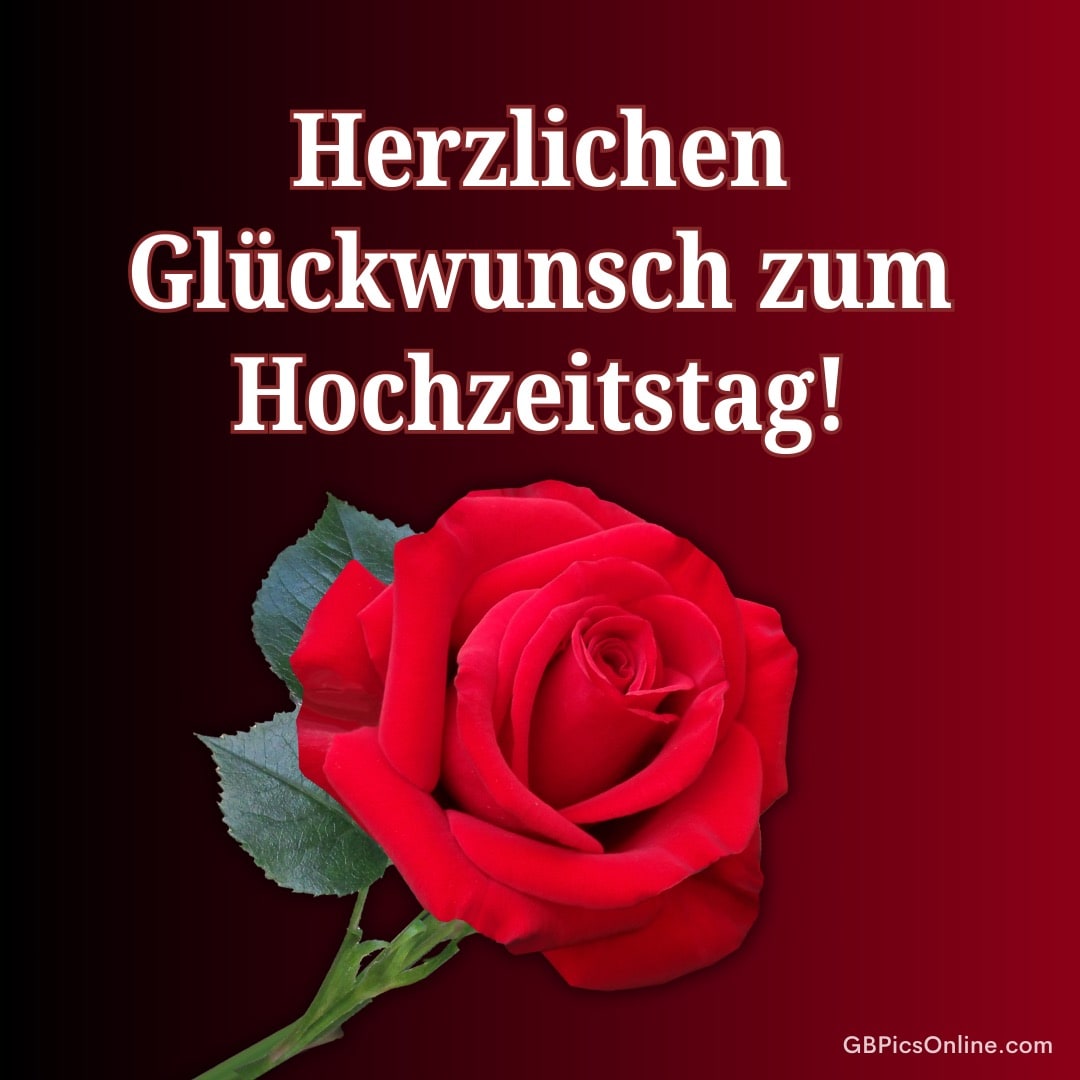 Rote Rose auf dunkelrotem Hintergrund, Text gratuliert zum Hochzeitstag