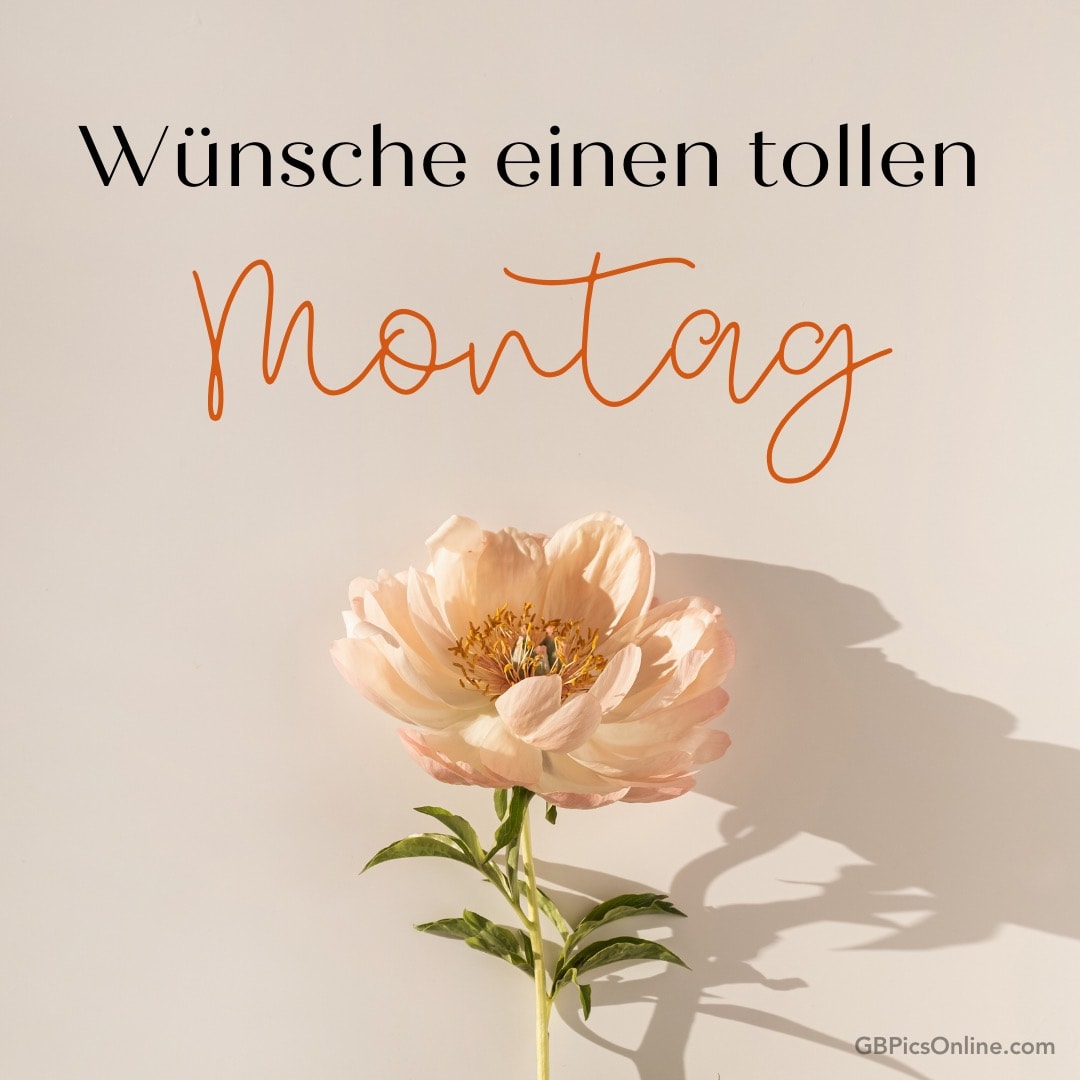 Eine Blume mit dem Text „Wünsche einen tollen Montag“