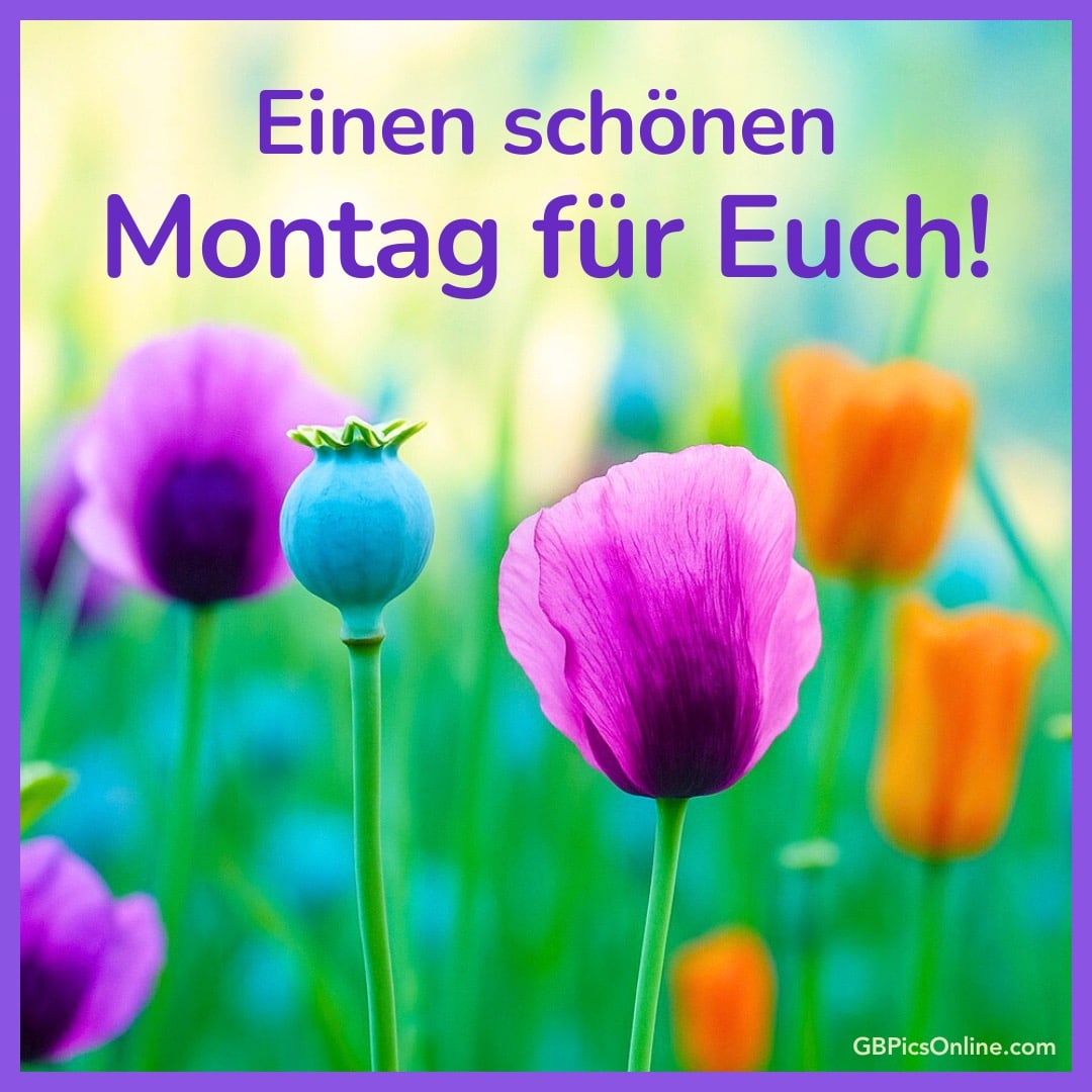 Bunte Blumenwiese mit lila und orangefarbenen Blüten, darüber der Text: „Einen schönen Montag für Euch!“