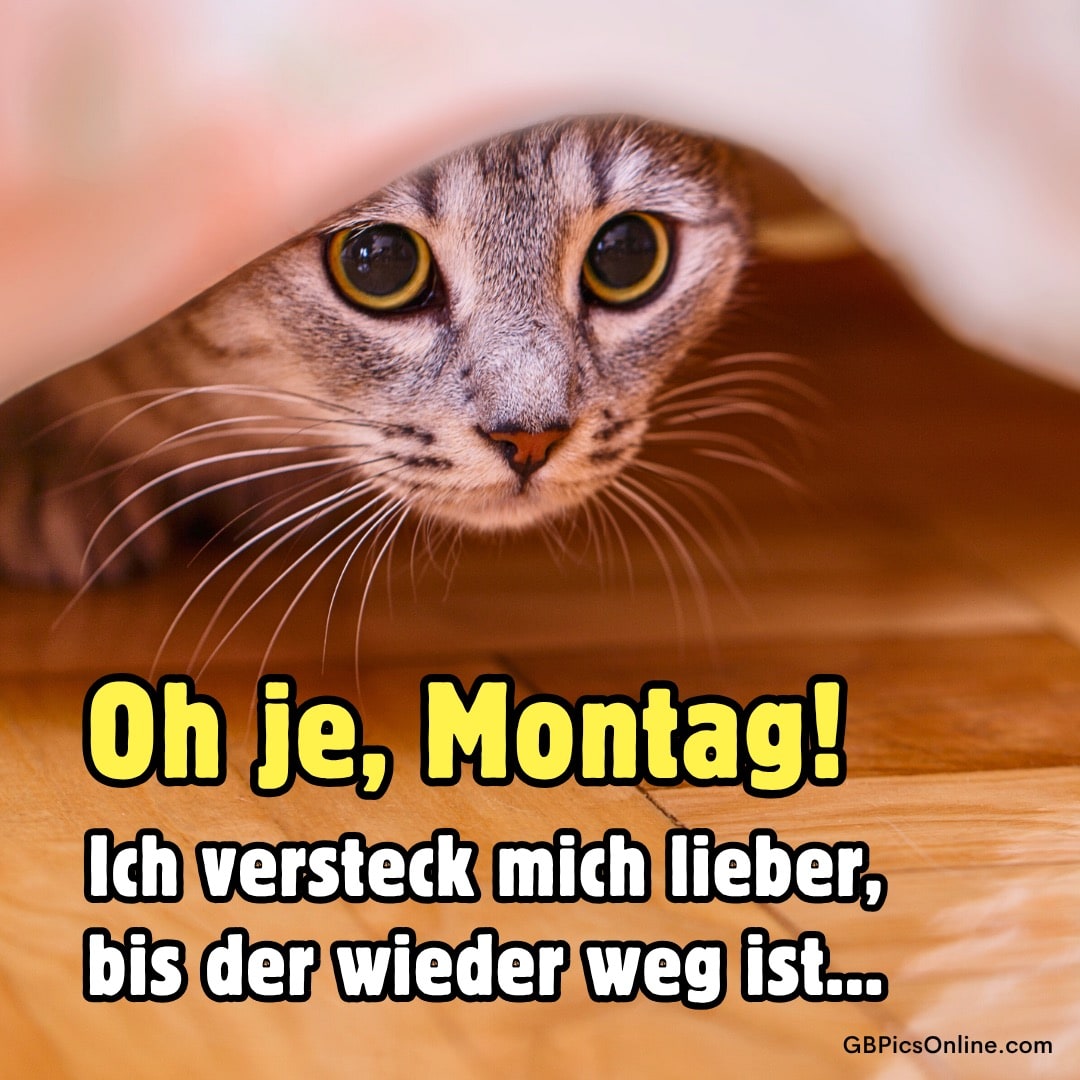 Katze versteckt sich und scheut den Montag