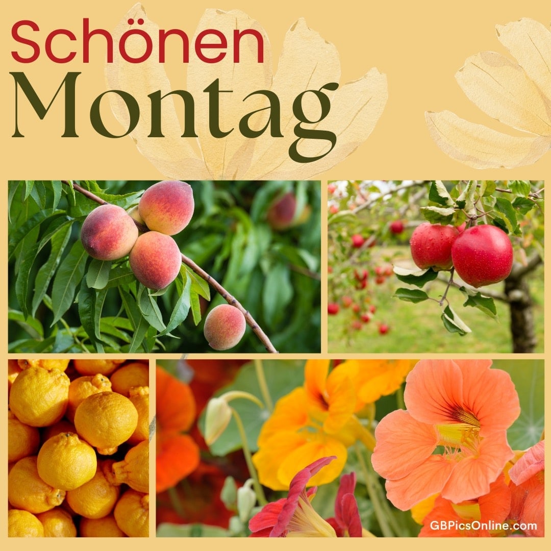 Schönen Montag. Verschiedene Früchte und Blumen mit Wunsch für einen schönen Montag