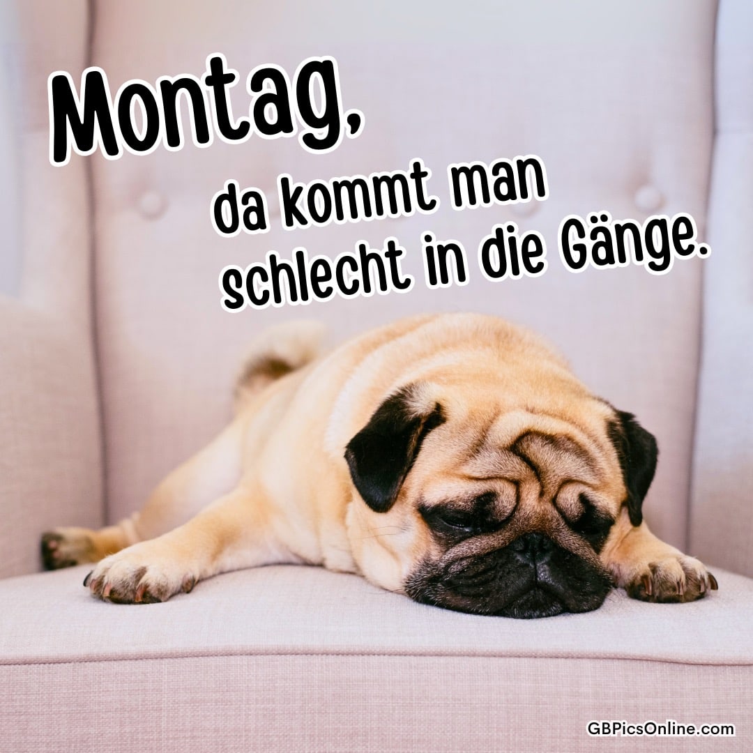 Ein Mops liegt müde auf einem Sofa, Text: „Montag, da kommt man schlecht in die Gänge.“