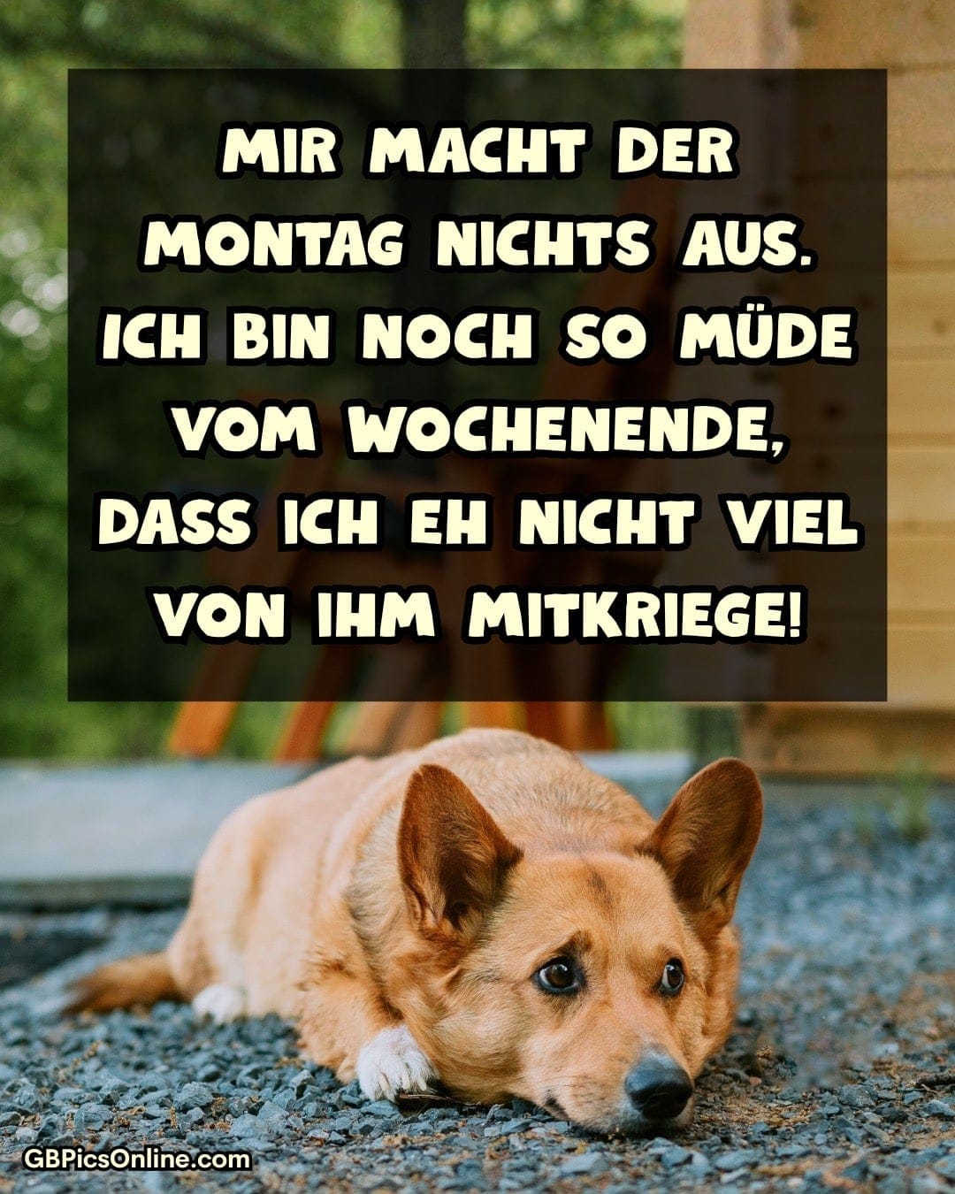 Müder Hund liegt am Boden; Spruch: Montag egal, zu müde vom Wochenende, um viel mitzukriegen