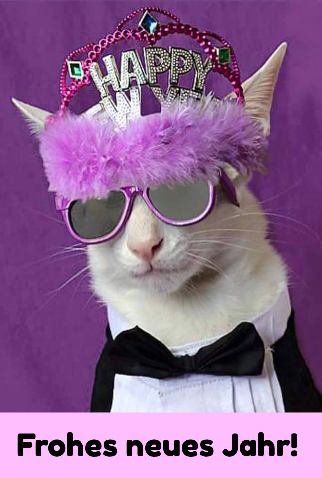 Katze in lustigem Silvester-Outfit