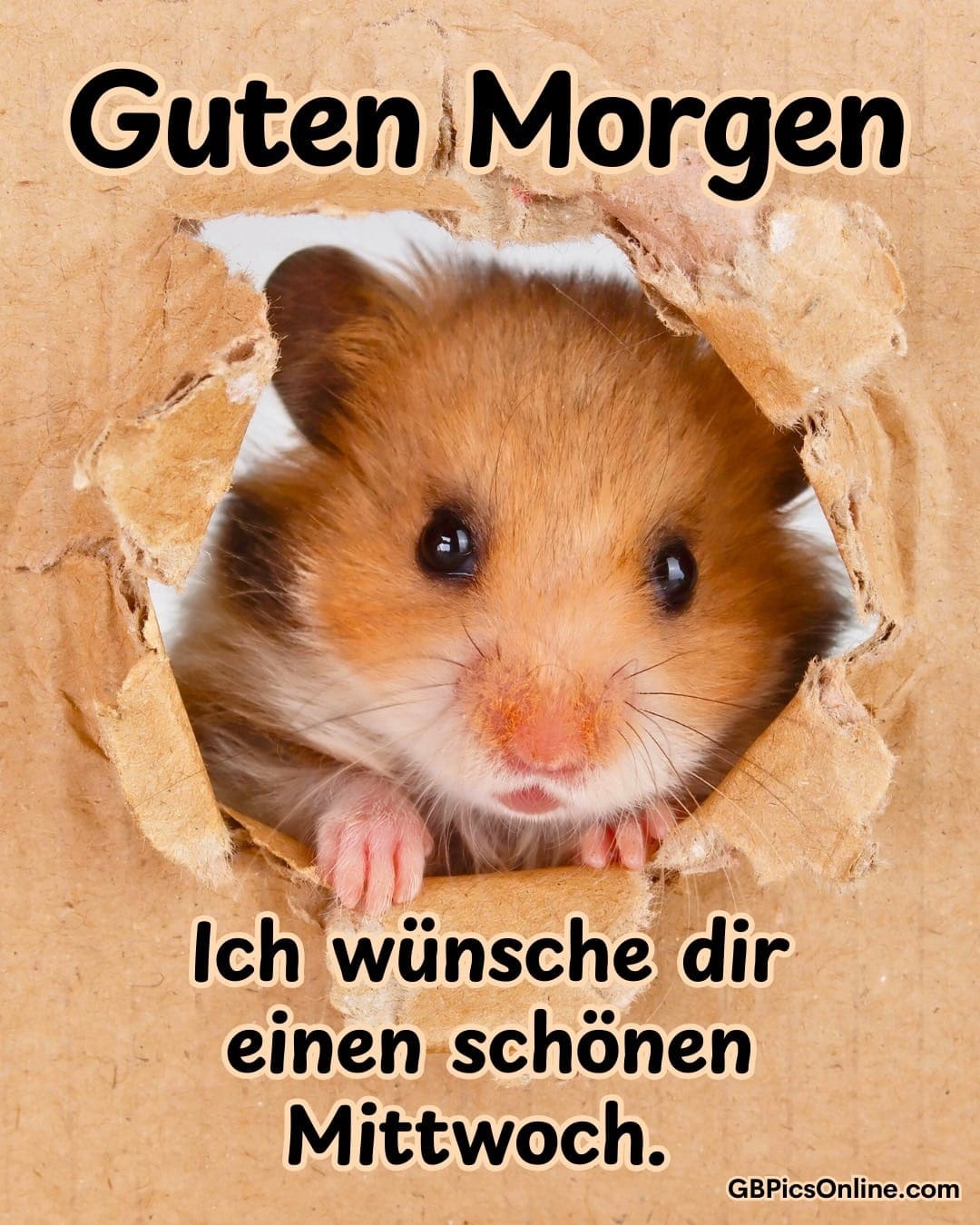 Hamster blickt neugierig aus einem Loch in einem Karton