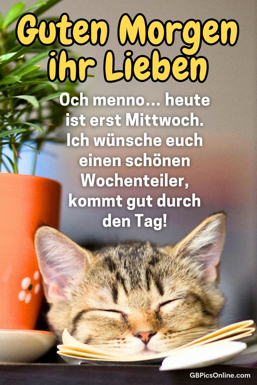 Katze schläft süß auf einem Teller neben einer Tasse