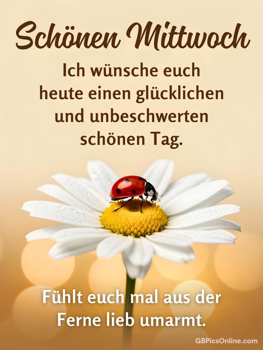 Marienkäfer auf weißer Margerite mit Tautropfen, dazu Mittwochsgruß auf warmem Hintergrund