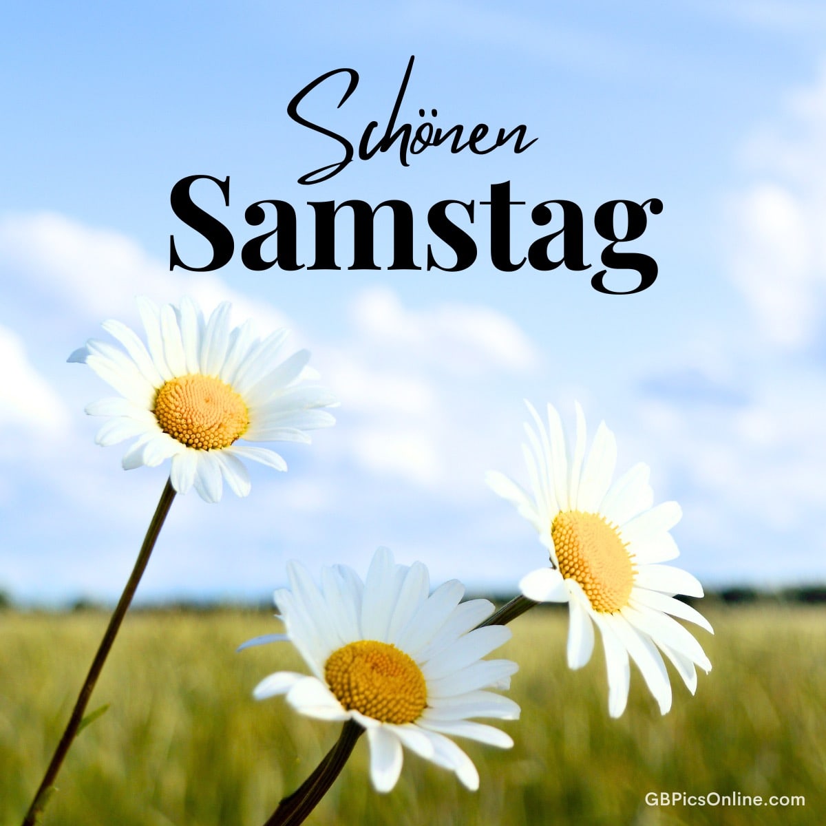 Drei Gänseblümchen auf einem Feld unter blauem Himmel, Text „Schönen Samstag“