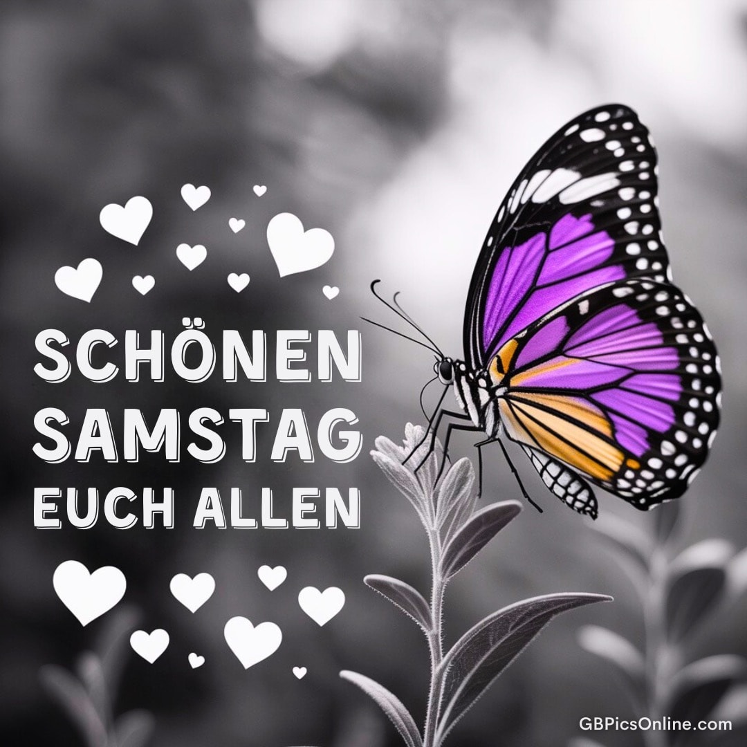 Bunter Schmetterling auf grauer Pflanze, Text: „Schönen Samstag euch allen“ mit vielen Herzen