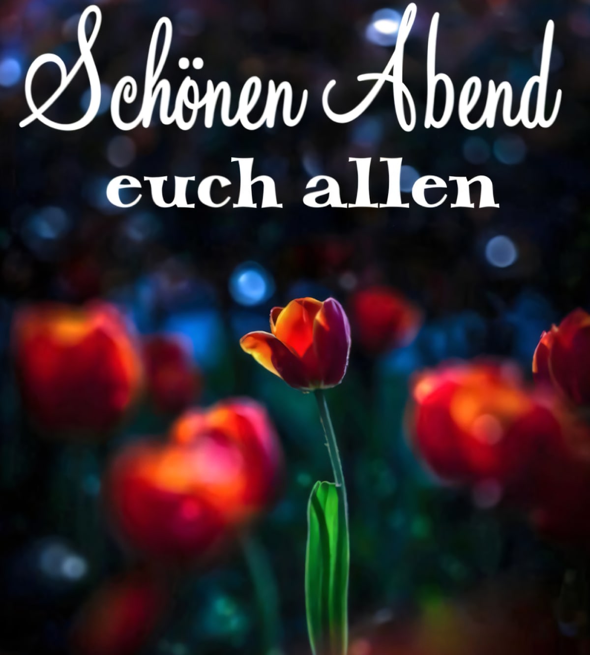 Rote Tulpen leuchten bei Nacht, darüber „Schönen Abend euch allen“ in weißer Schrift