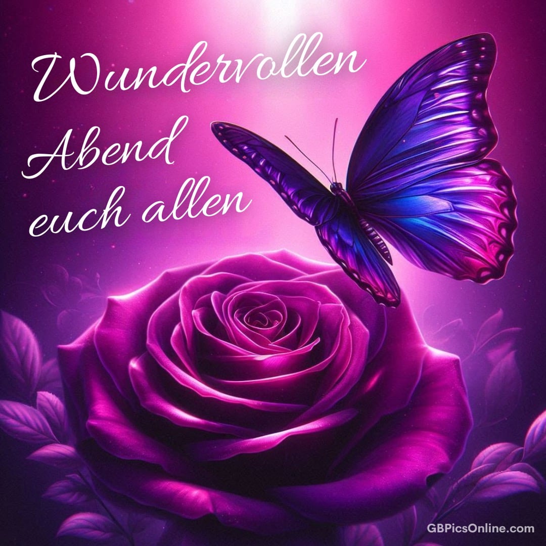 Eine lila Rose und ein Schmetterling überfliegen einen Wunsch für einen wundervollen Abend