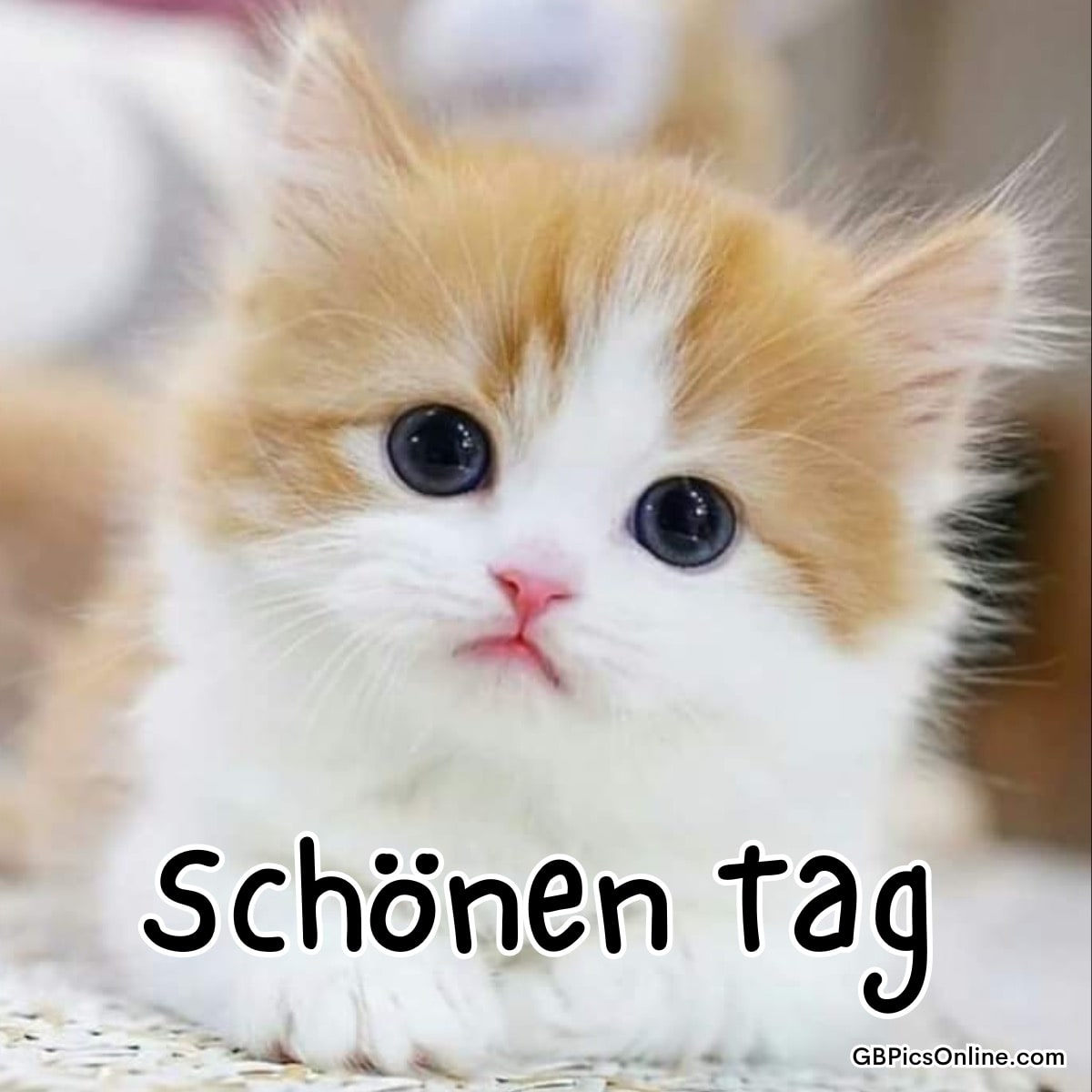 Ein süßes Kätzchen mit großen Augen und flauschigem Fell wünscht „Schönen Tag“