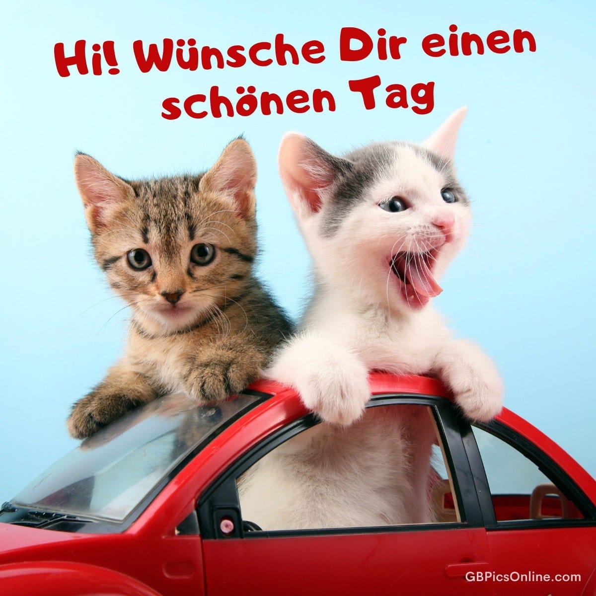 Zwei niedliche Kätzchen sitzen in einem roten Spielzeugauto; eines miaut fröhlich