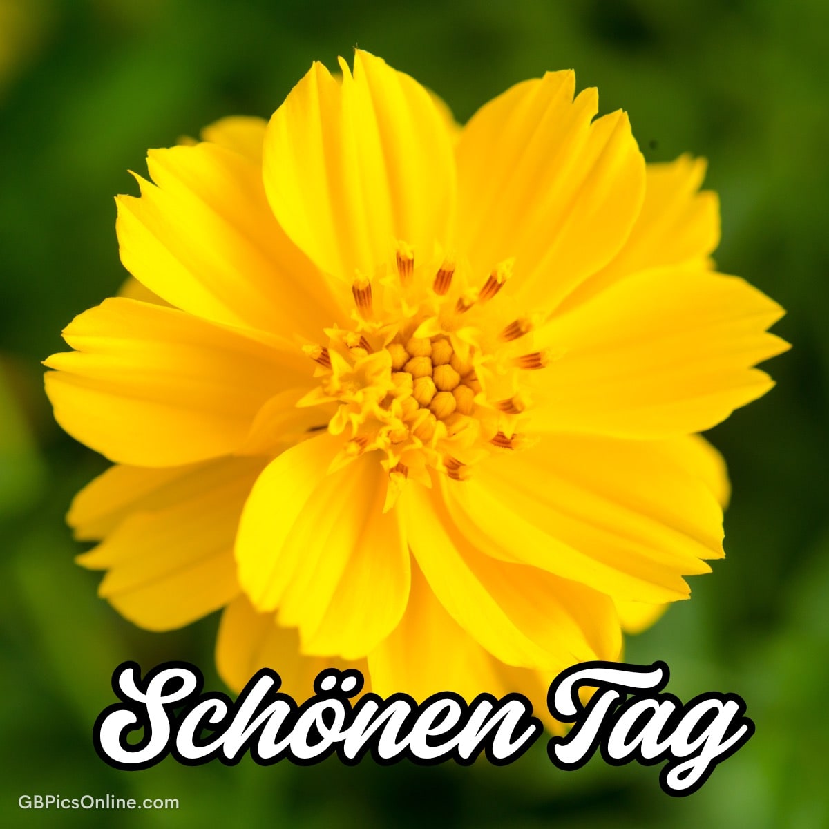 Nahaufnahme einer gelben Blume mit der Aufschrift „Schönen Tag“
