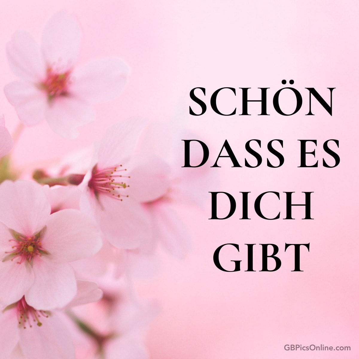 Rosa Blüten mit Text „Schön dass es dich gibt“ auf rosa Hintergrund