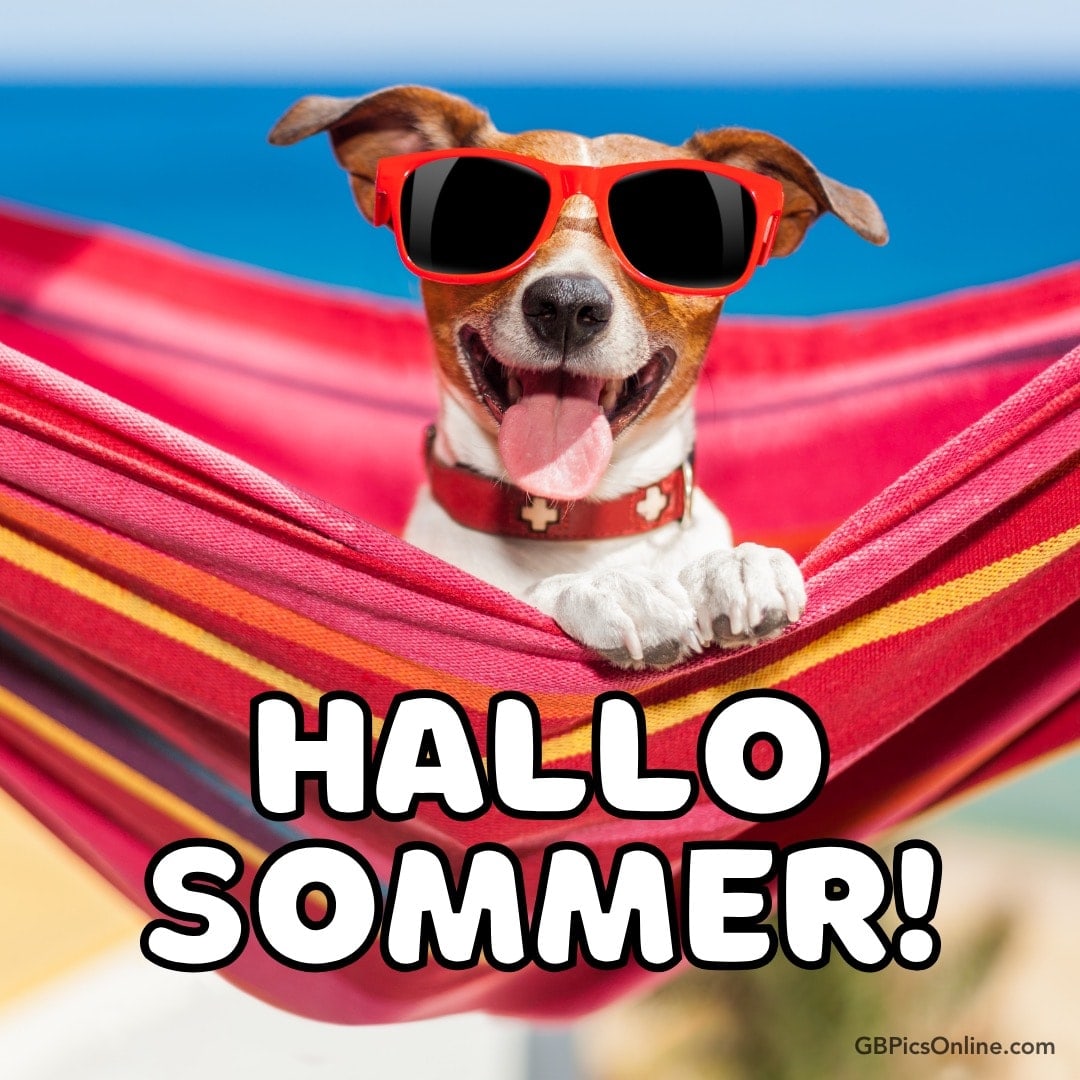 Ein Hund mit Sonnenbrille liegt in einer Hängematte. „HALLO SOMMER!“ steht darauf
