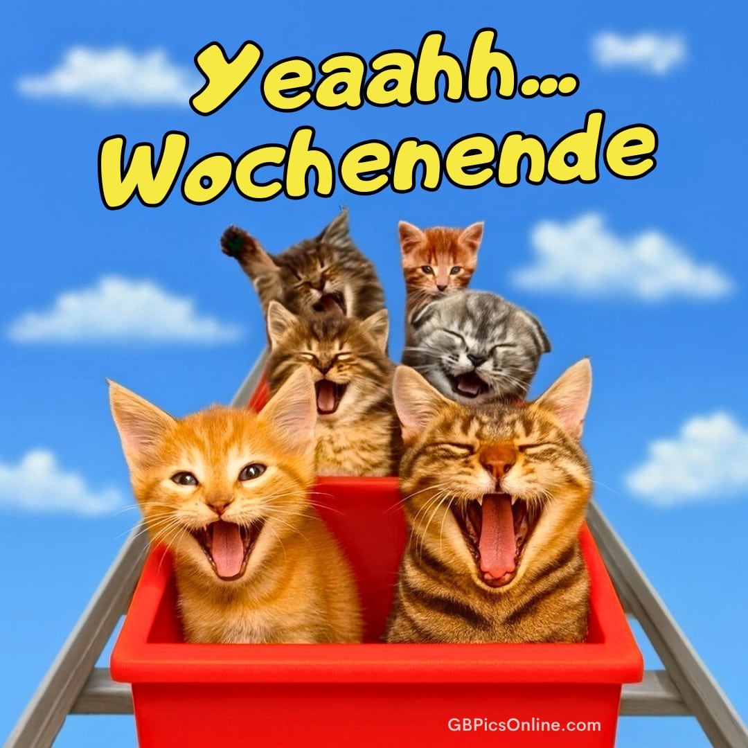Fünf jubelnde Kätzchen in einem roten Korb feiern das Wochenende