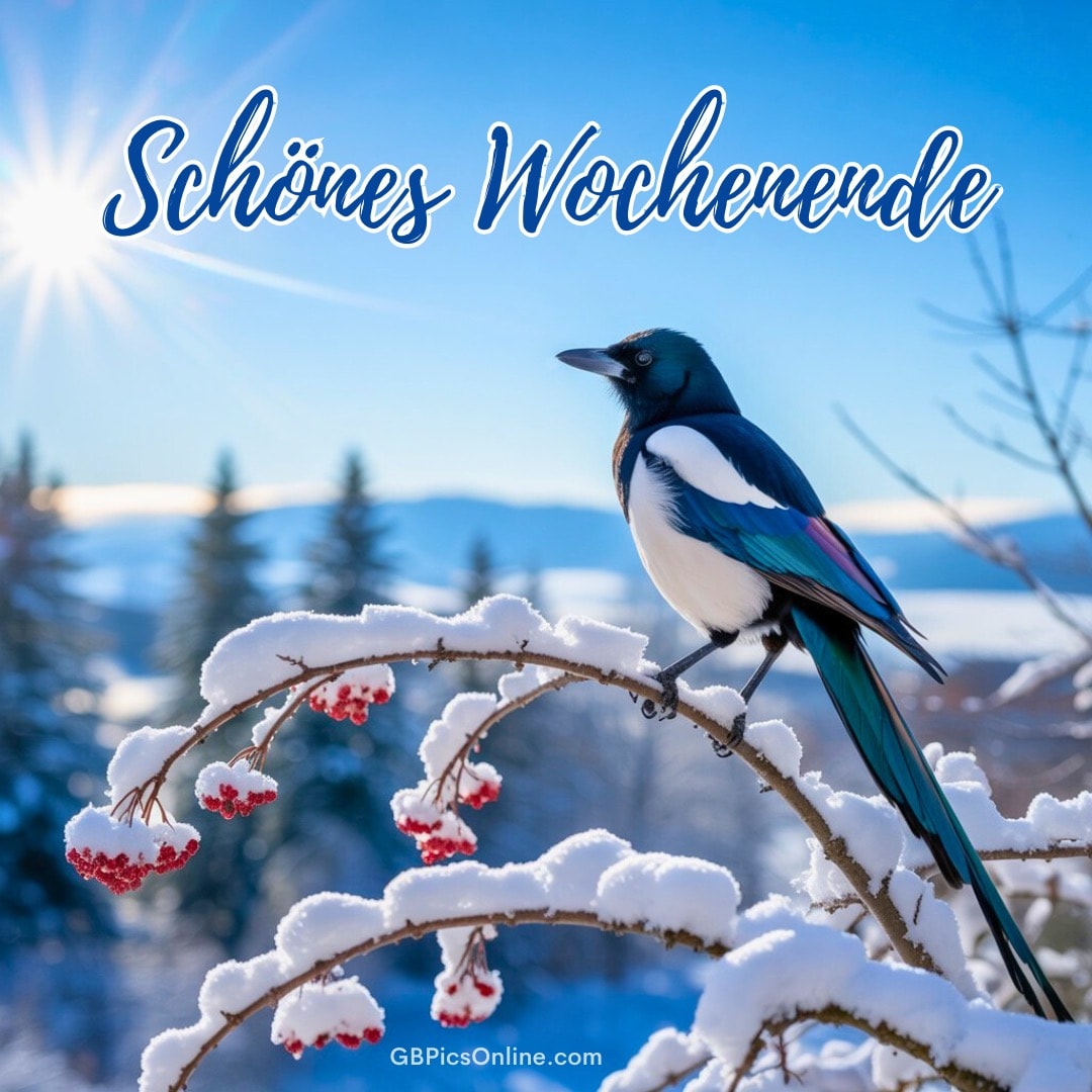 Elster auf verschneitem Zweig mit roten Beeren, Sonne strahlt, Schriftzug „Schönes Wochenende“