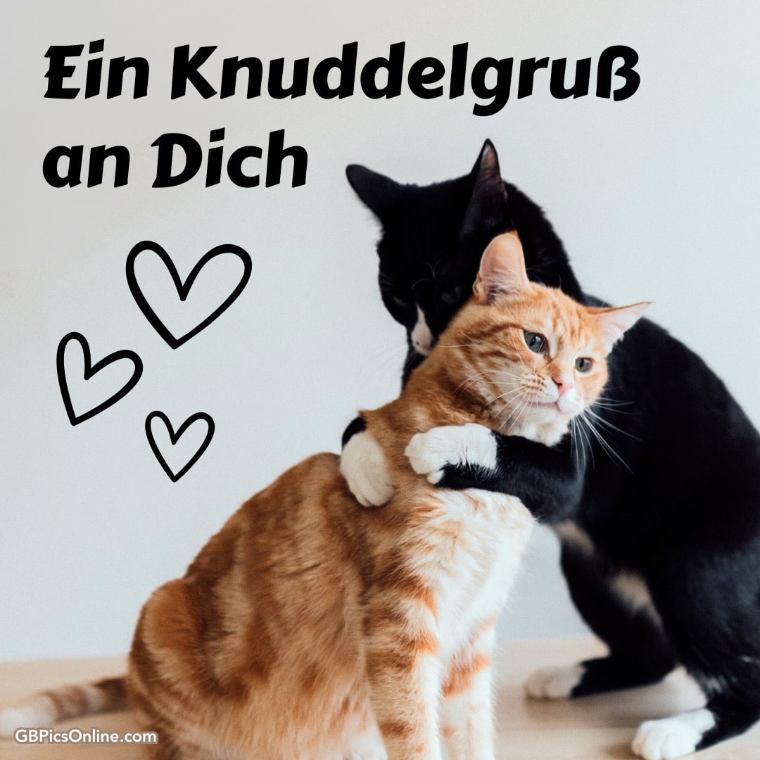 Zwei Katzen umarmen sich liebevoll, begleitet von Herzen und der Aufschrift „Ein Knuddelgruß an Dich“