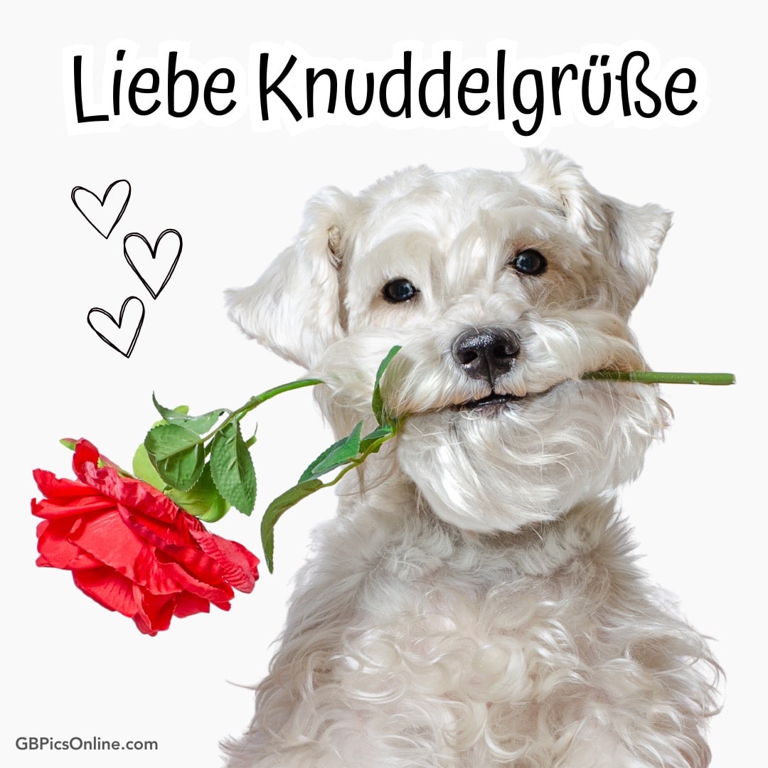 Ein weißer, flauschiger Hund hält liebevoll eine rote Rose im Maul