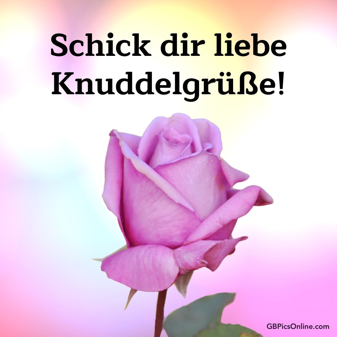 Eine rosa Rose vor einem sanften Farbverlauf, mit dem Text „Schick dir liebe Knuddelgrüße!“