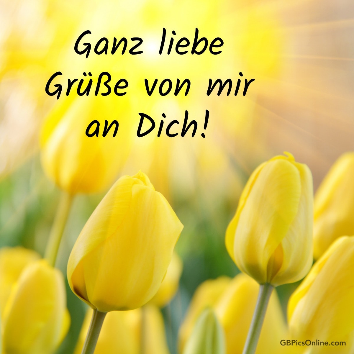Gelbe Tulpen mit Text: „Ganz liebe Grüße von mir an Dich!“