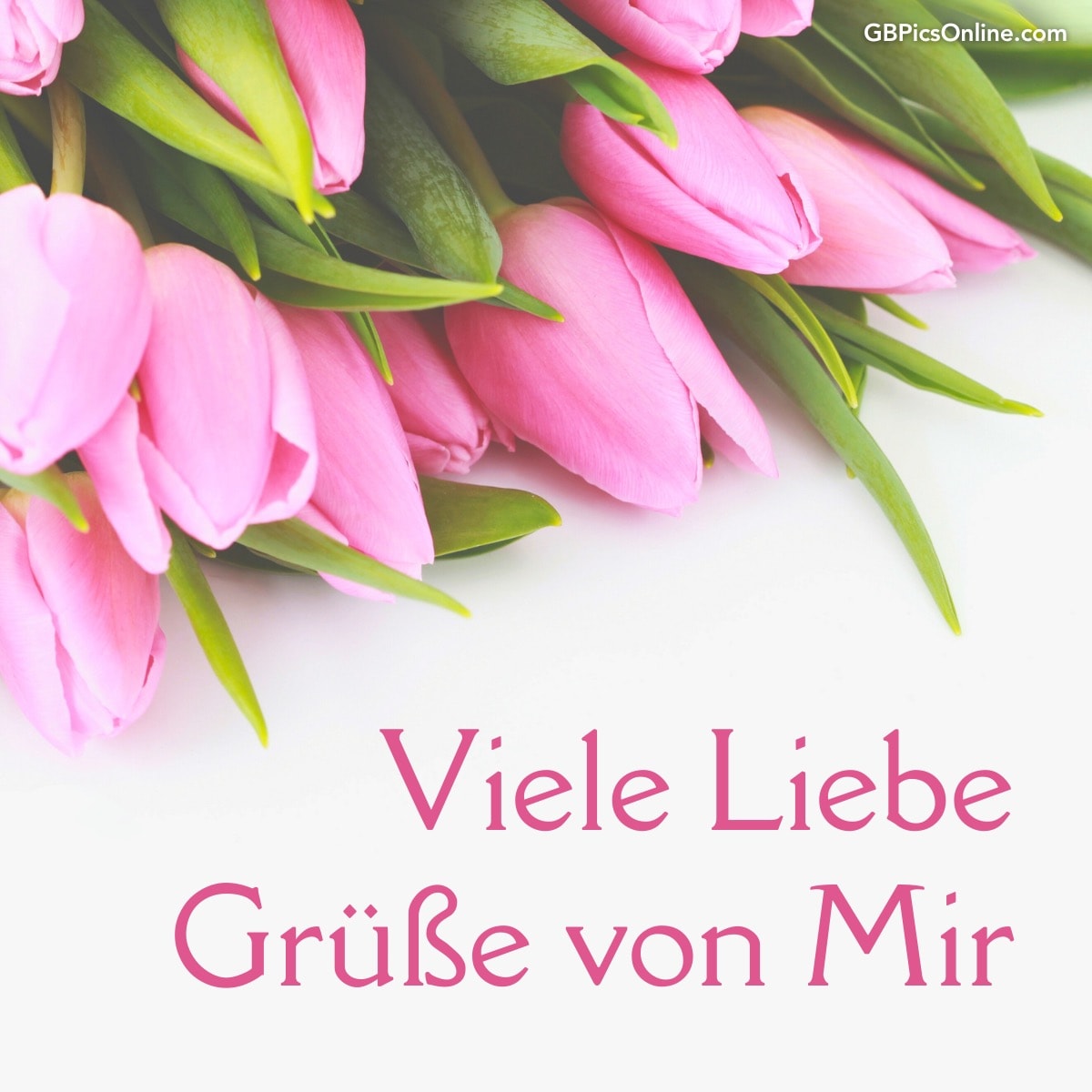 Ein Strauß rosa Tulpen mit dem Text „Viele Liebe Grüße von Mir“