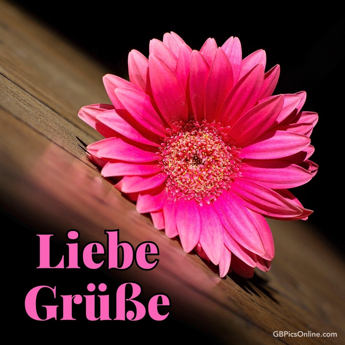 Eine leuchtend pinke Blume auf dunklem Hintergrund mit „Liebe Grüße“ Text