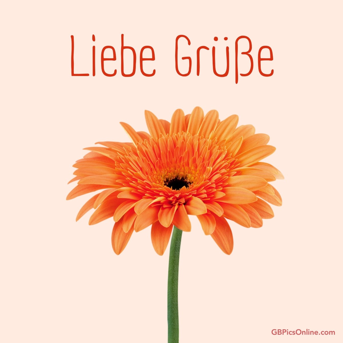 Orangefarbene Gerbera auf hellem Hintergrund mit Text „Liebe Grüße“