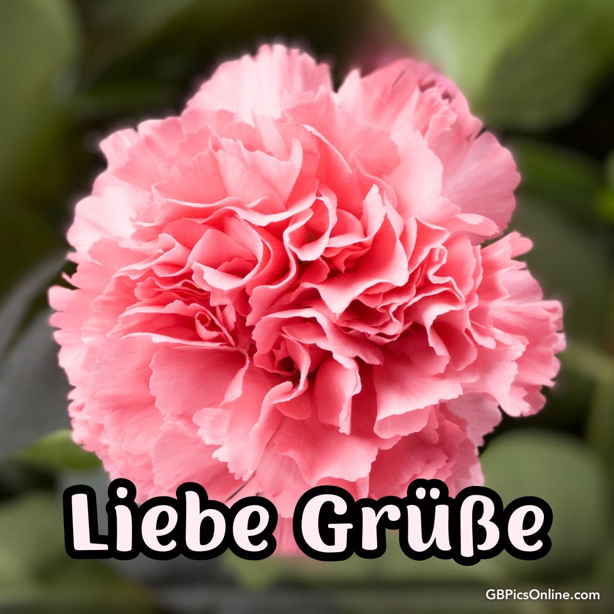 Eine detailreiche pinke Nelke mit der Aufschrift „Liebe Grüße“