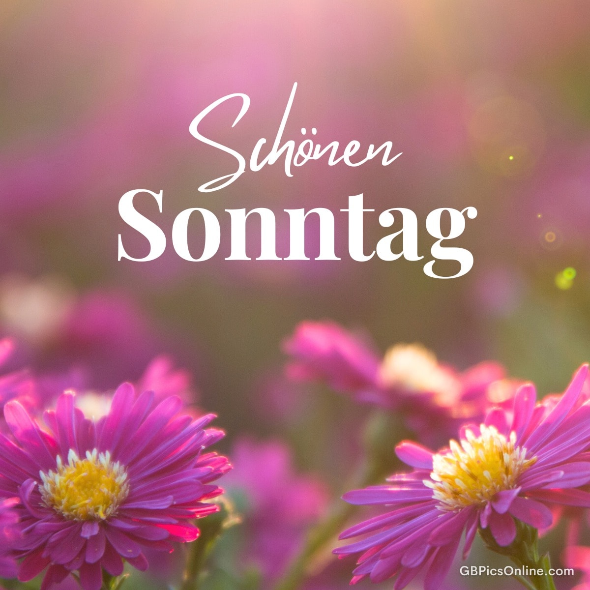 Lila Blumen mit „Schönen Sonntag“ Wünschen in Weiß