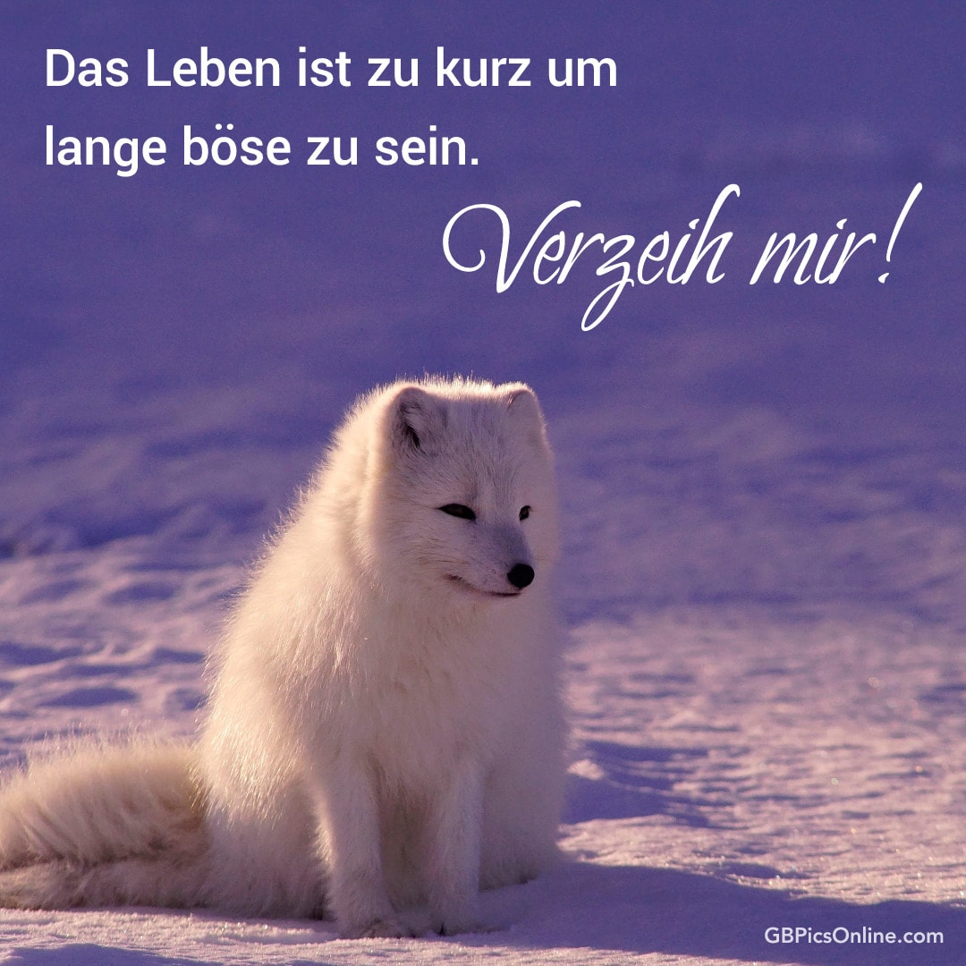Ein weißer Fuchs im Schnee mit den Worten „Das Leben ist zu kurz um lange böse zu sein. Verzeih mir!“