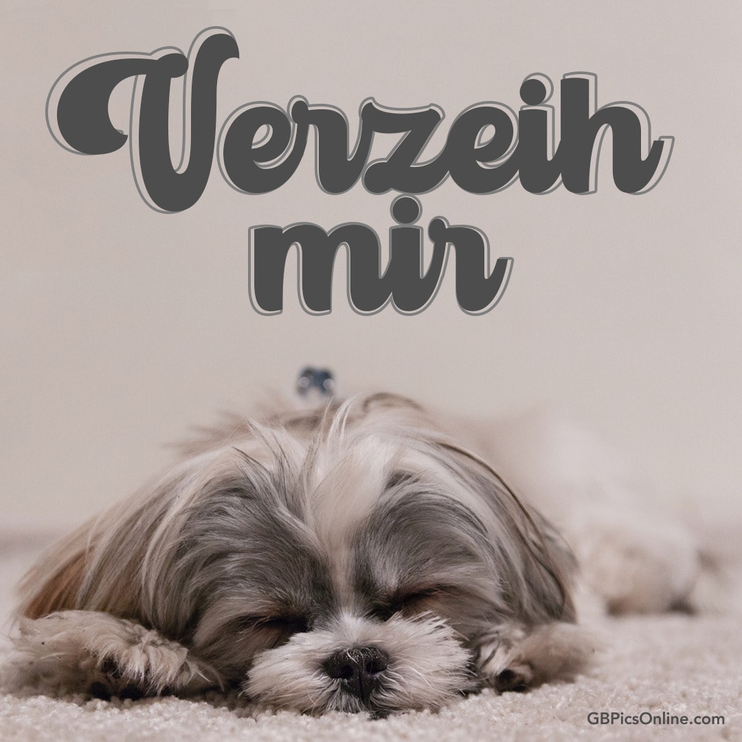 Ein Hund liegt schlafend, darüber steht „Verzeih mir“