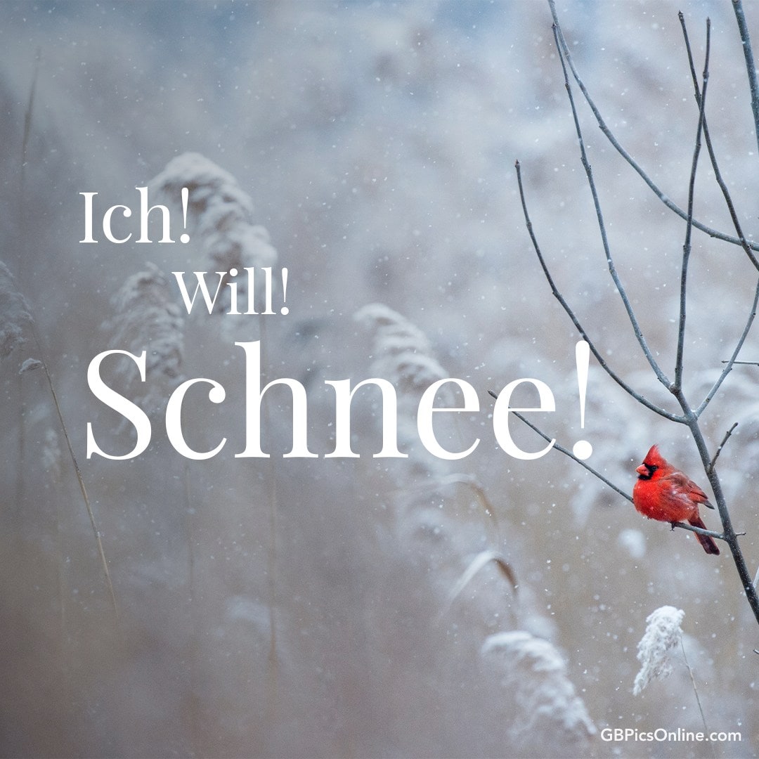 Ein roter Vogel auf einem Ast mit Schneeflocken und Text: „Ich! Will! Schnee!“