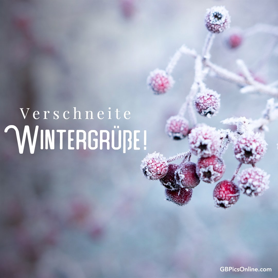 Zweige mit roten Beeren, überzogen von Raureif, „Verschneite Wintergrüße“ Schriftzug
