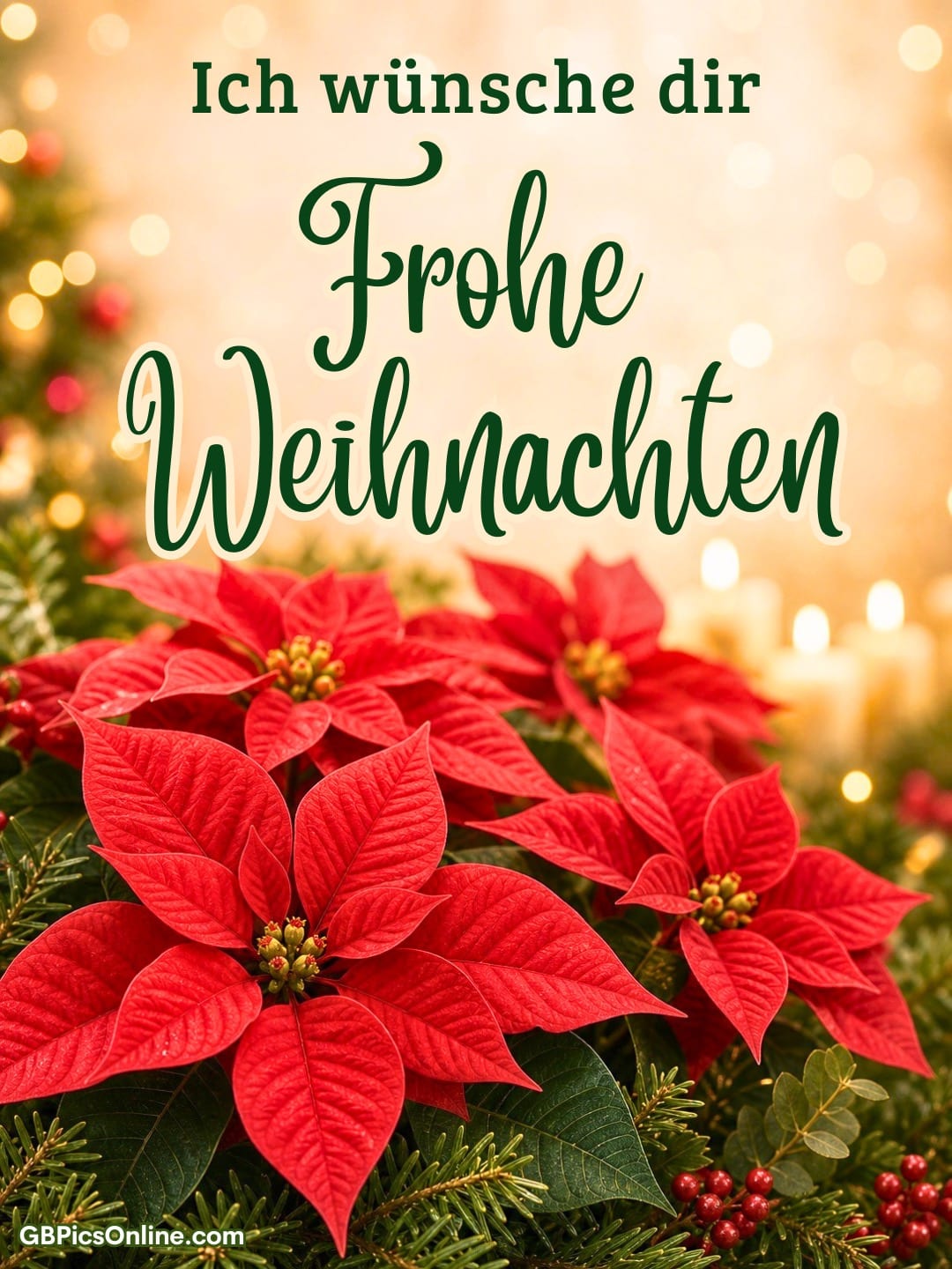 Weihnachtsgruß mit roten Weihnachtssternen, Tannenzweigen und warmen Lichtern im Hintergrund