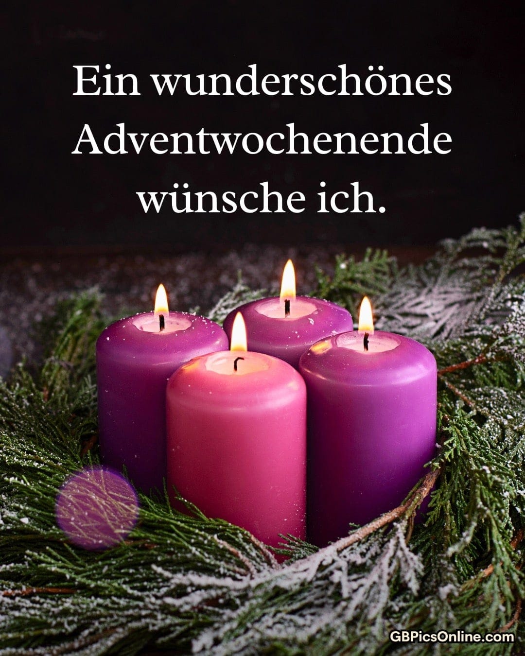 Vier brennende lila Kerzen auf Tannenzweigen, Wünsche für ein schönes Adventwochenende