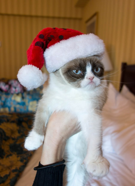 Grumpy Cat mit Weihnachtsmütze