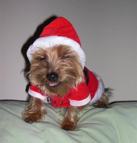 Fröhlicher Hund in Weihnachtskostüm
