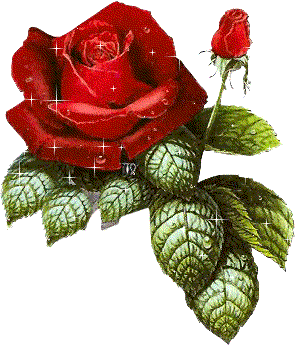 Taufrische Rosen
