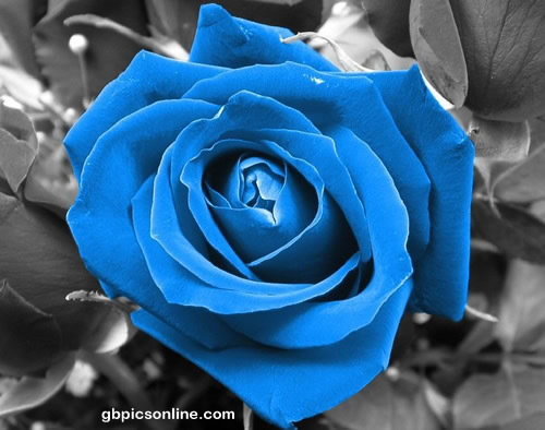 Eine azurblaue Rose sticht hervor