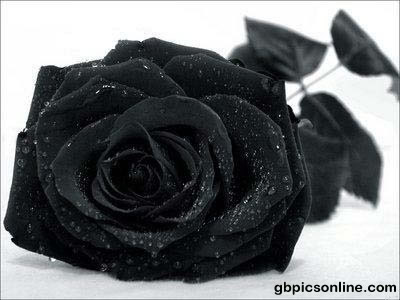 Mit dem Regen fiel die schwarze Rose