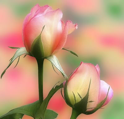 Zwei Rosen mit leuchtenden Farben