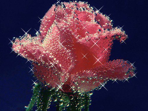 Rose gehüllt in Wasserkleid