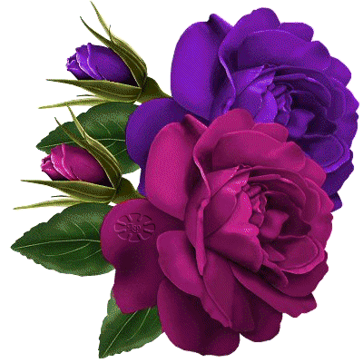 Zwei Rosen in eleganten Farben