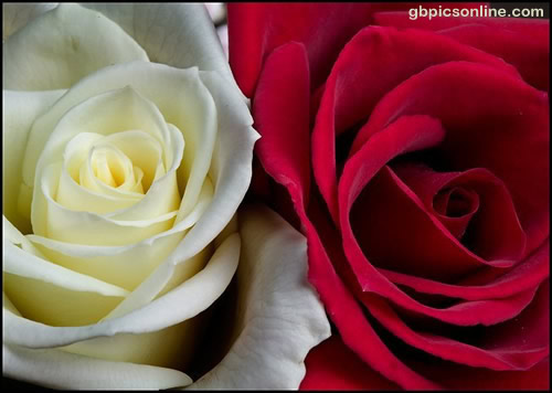 Zwei sich aneinander schmiegende Rosen